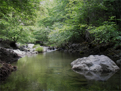Robinson Creek East Gualala