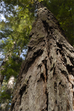 Redwood Tree Gualala