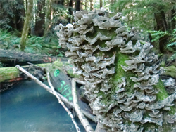 Photo of Turkey Tail Fungus Little North Fork